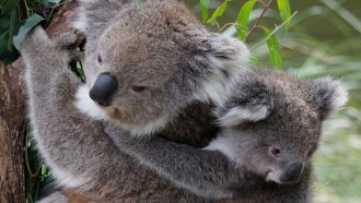 062918_TS_koala-genome_feat.jpg