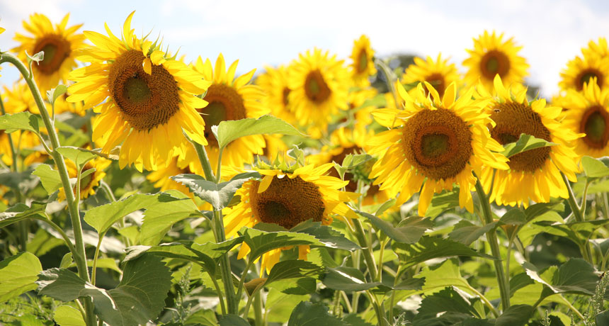 sunflowers