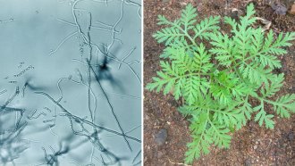 bacteria and wormwood