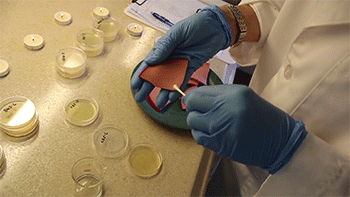 a photo showing bologna and petri dishes being swabbed before