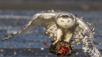 snowy owl