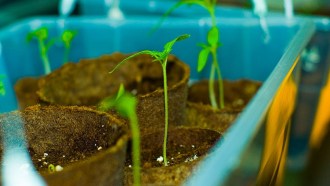 Tomato seedlings