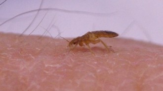 	Before scientists could study bed bugs in the lab, they first had to learn how to keep the blood-thirsty critters well fed.