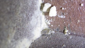 What to do if bed bugs bite — or threaten to