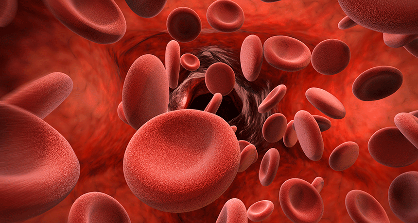 blood cells