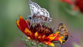 pollinators flower