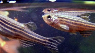 zebrafish
