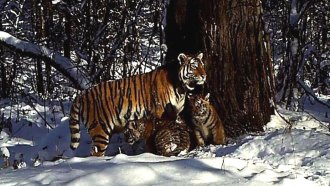 Amur tiger cubs