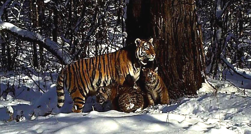 Amur tiger cubs