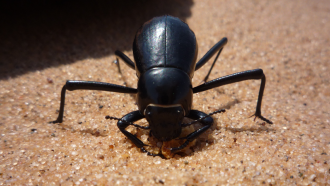 desert beetle