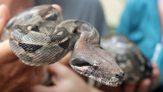 boa constrictor