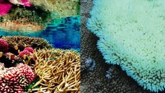 coral bleaching