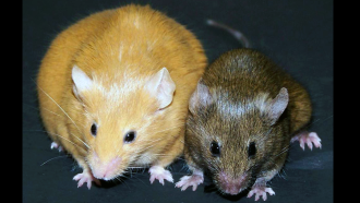 epigenetics mice