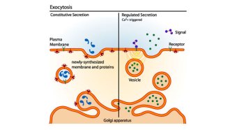 exocytosis