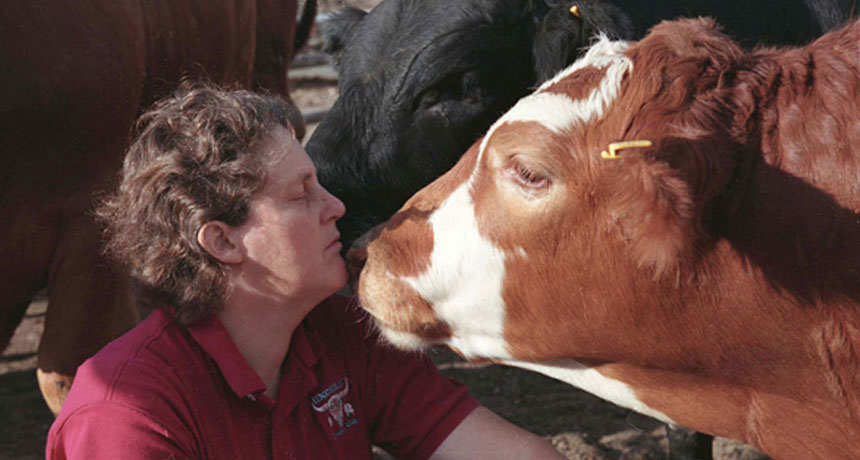 A photo of Temple Grandin with her face close to a brown and white cow's face