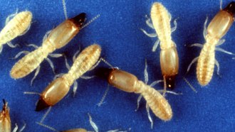 termites