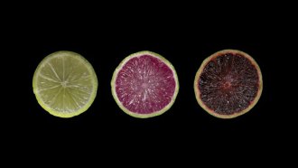 purple limes