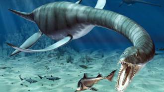 Plesiosaurs inhabited the seas from around 200 million to 65 million years ago. They were not dinosaurs, despite living at the same time. It is thought that they fed mainly on fish, breathed air and laid their eggs on beaches. The largest of these sea mon