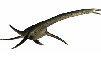Plesiosaur