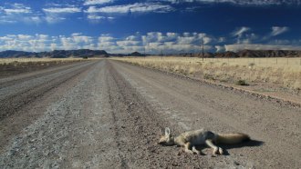 fox roadkill