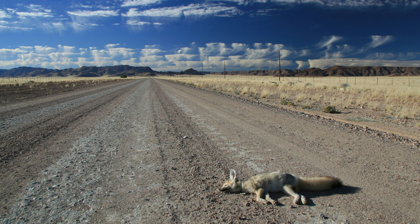 fox roadkill