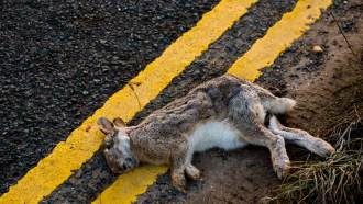 This dead hare, a tragic roadkill victim, can tell scientists how decomposing animals contribute to their ecosystem.