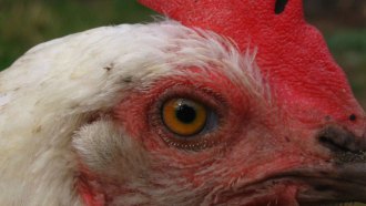 When birds get the flu, they can sometimes pass it on to people. This type of disease is a zoonosis.