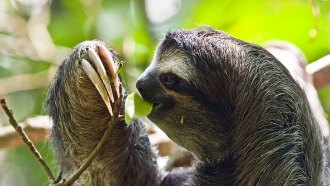 three-toed sloth