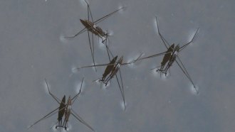 water striders
