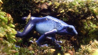 poison frog