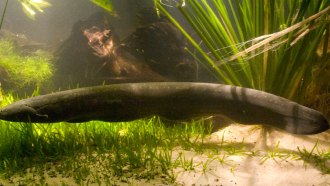 electric eel