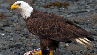 bald eagle