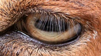 goat eye