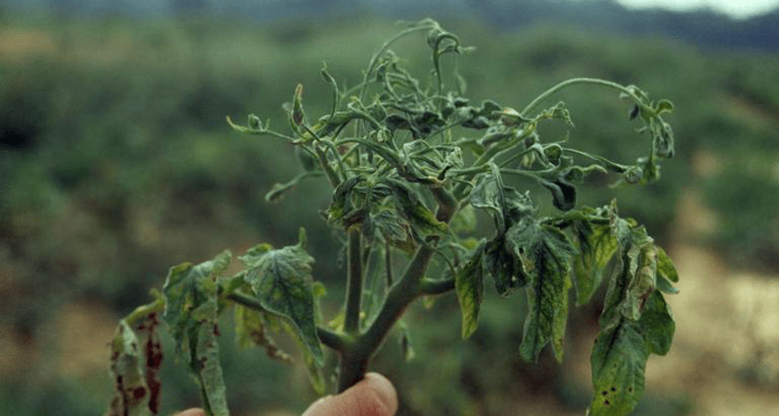 tomato virus