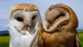 860_barnowls.png