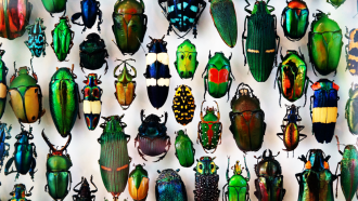 860_beetles.png