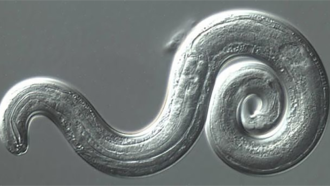 860_lungworm.png