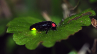 firefly on a leaf