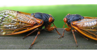860_main_cicada.png