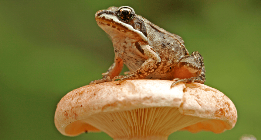 wood frog