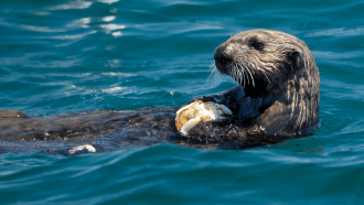 Sea otter eating