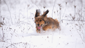 dog running in snow