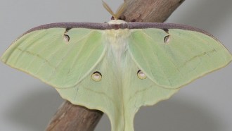 Male Luna Moth