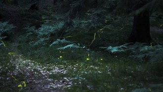Fireflies