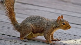 Eastern Gray Squirrel