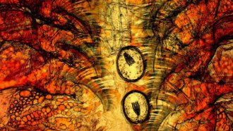 brine shrimp tapeworm