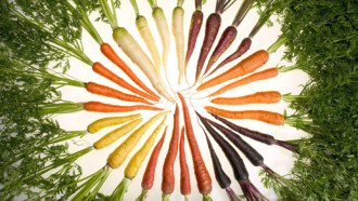 rainbow of carrots