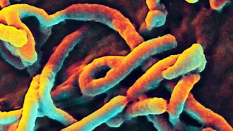 Ebola virus