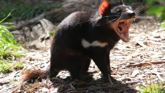 Tasmanian devil