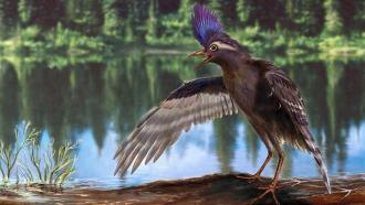 This drawing depicts the oldest known ancestral bird. It lived about 130 million years ago, at the time of the dinosaurs.